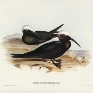 Bedenim Ne Anlatıyor?